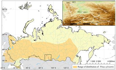 Genetic legacy of southern Middle Siberian mountain and foothill populations of Scots pine (Pinus sylvestris L.): Diversity and differentiation